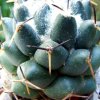 27 _Coryphantha _maiz-tablasensis_ 07